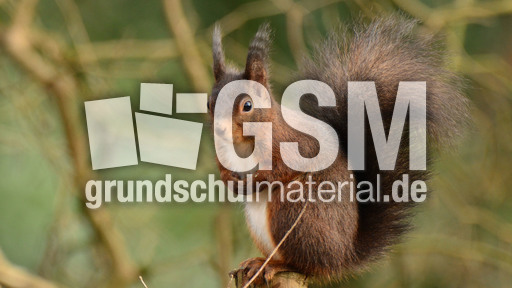 Eichhörnchen (26).jpg